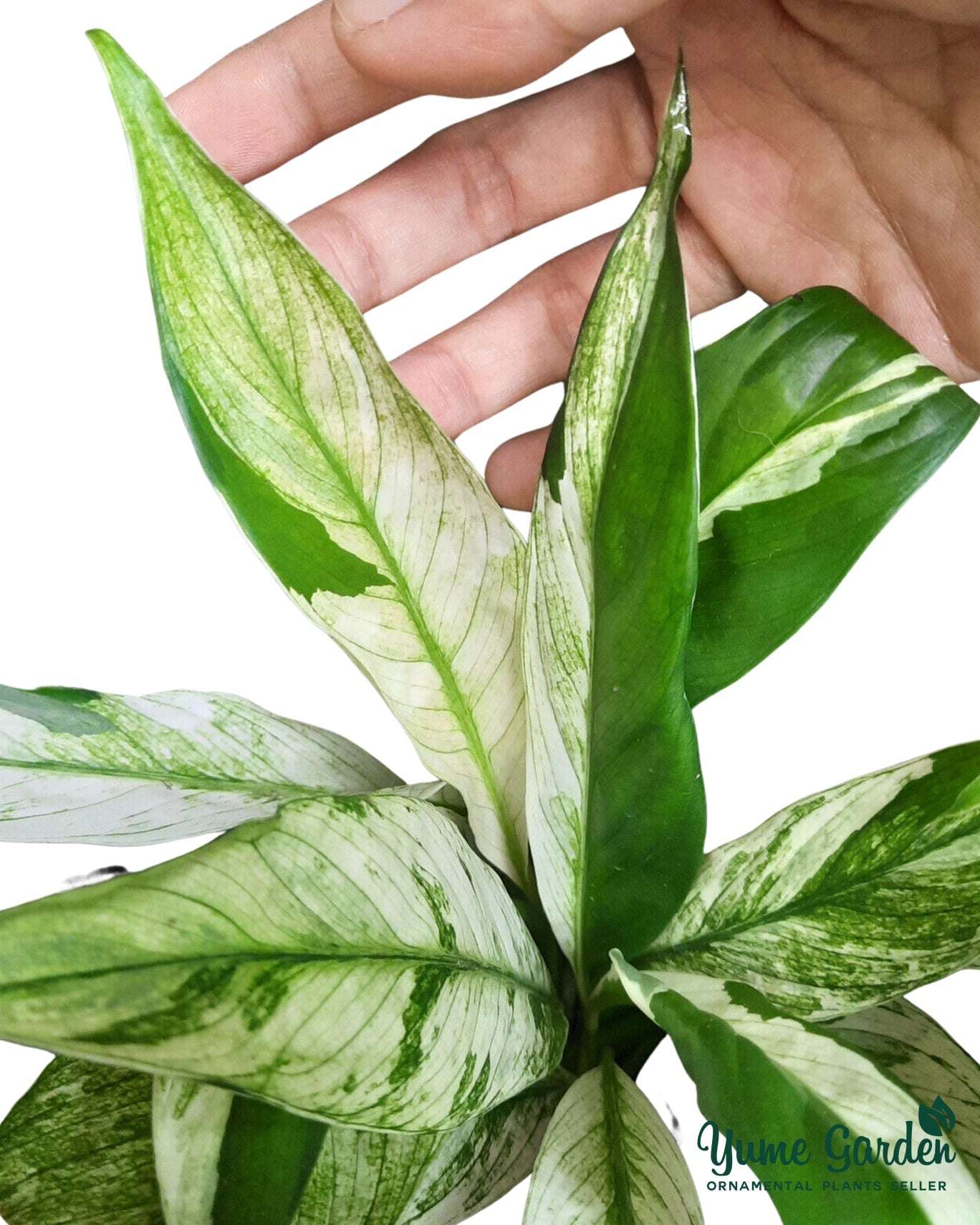 Spathiphyllum Variegated - Yume Gardens Indonesia