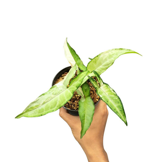 Syngonium Augustatum Variegated - Yume Gardens Indonesia