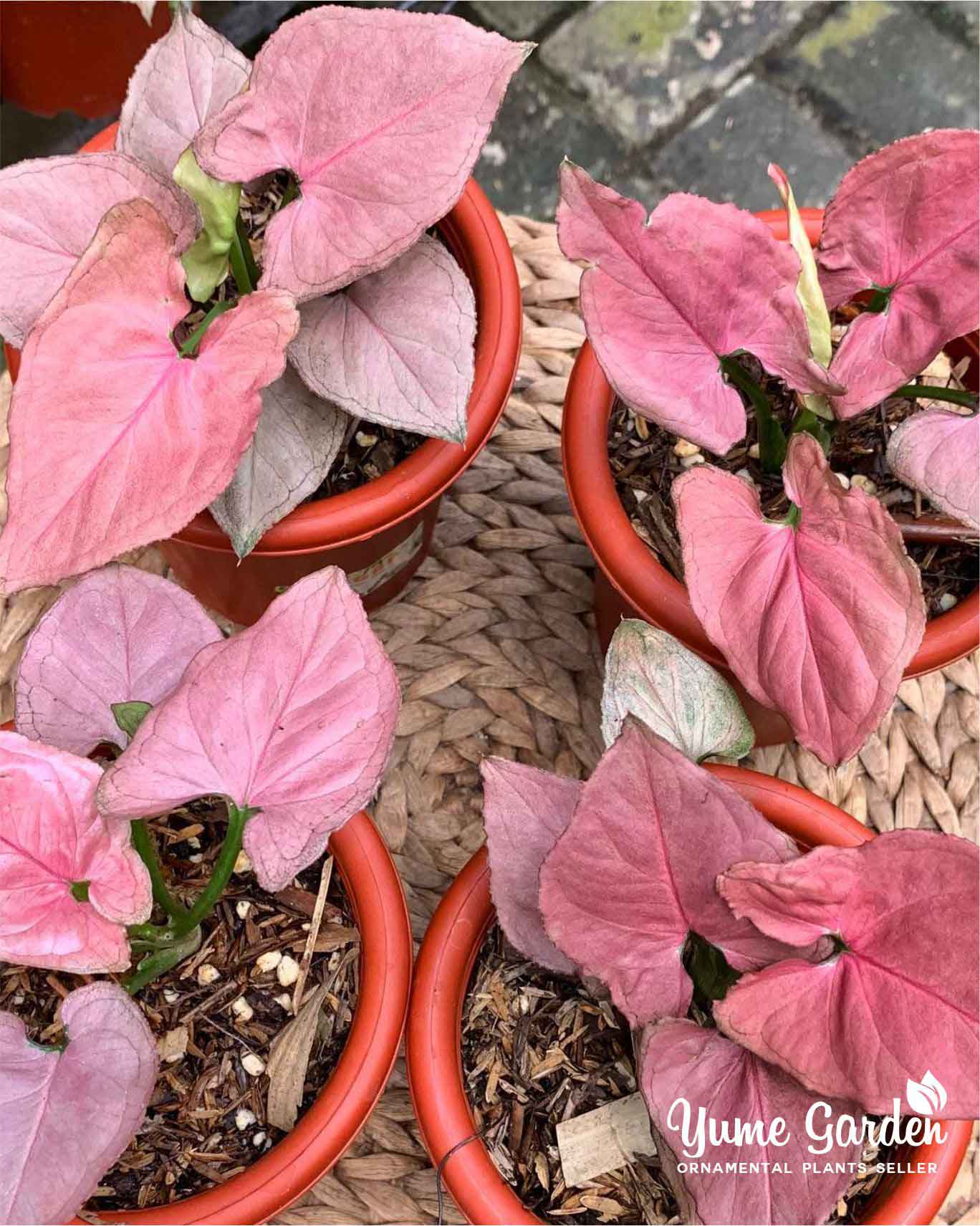 Syngonium Pink Perfection - Yume Gardens Indonesia