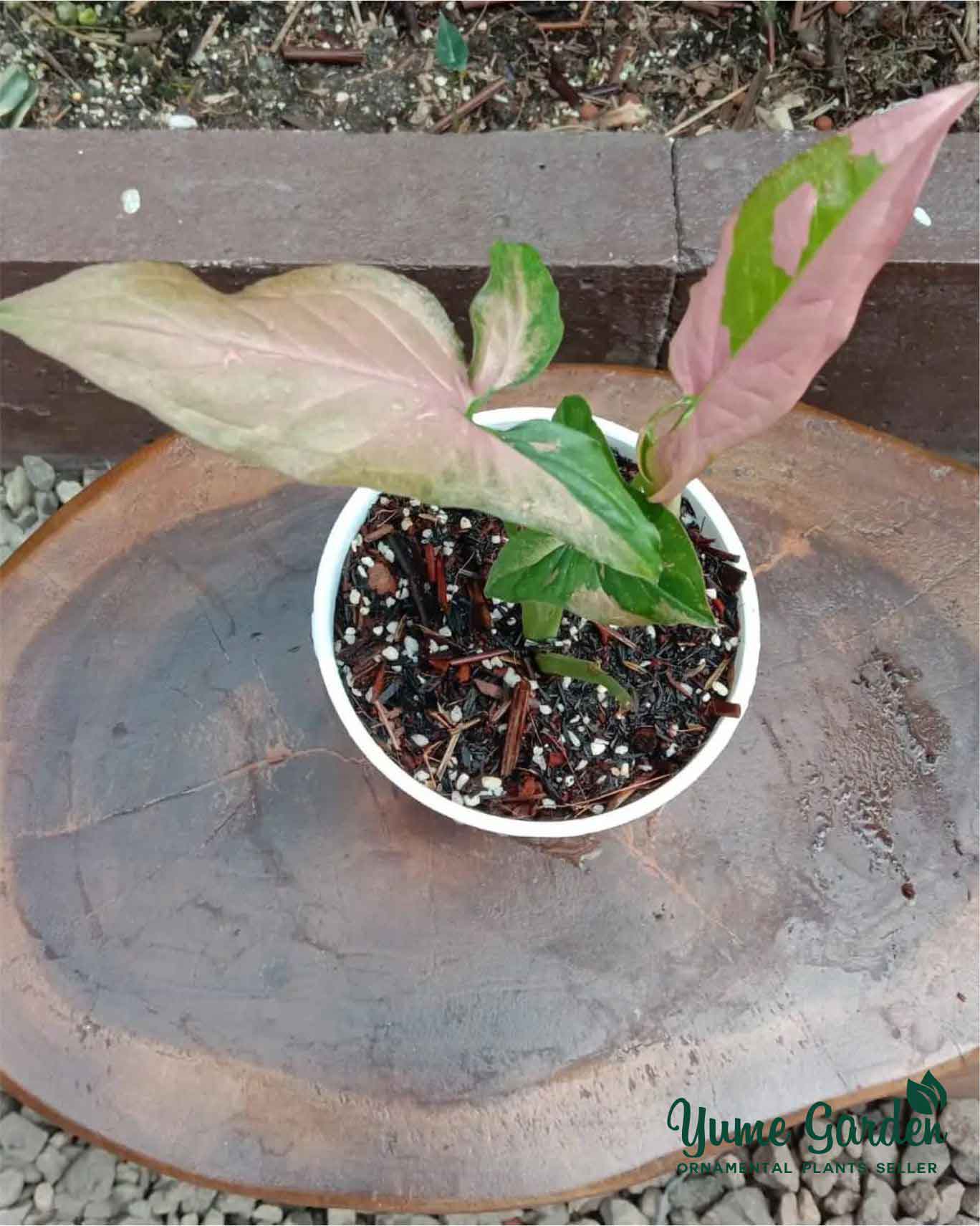 Syngonium Pink Splash - Yume Gardens Indonesia