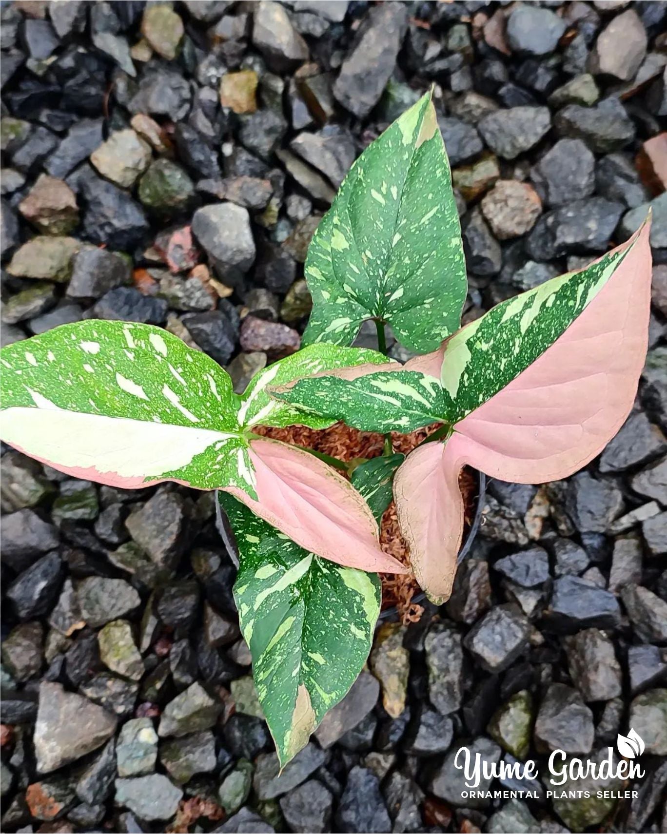 Syngonium Red Spot Tricolor - Yume Gardens Indonesia
