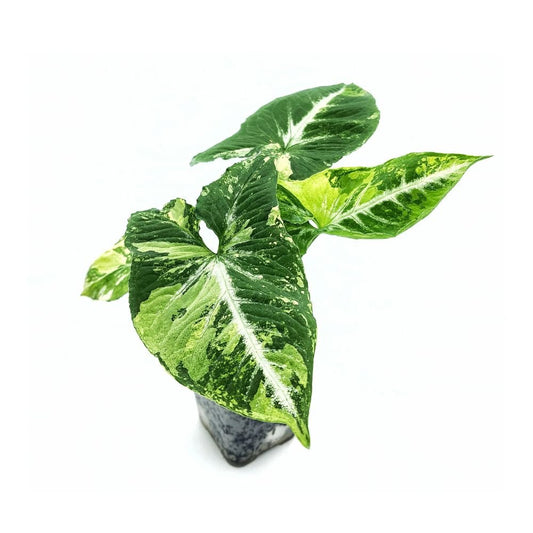 Syngonium Scrambled Eggs - Yume Gardens Indonesia