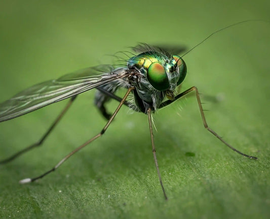 Gnats in Houseplants and How to Get Rid of Them - Yume Gardens Indonesia