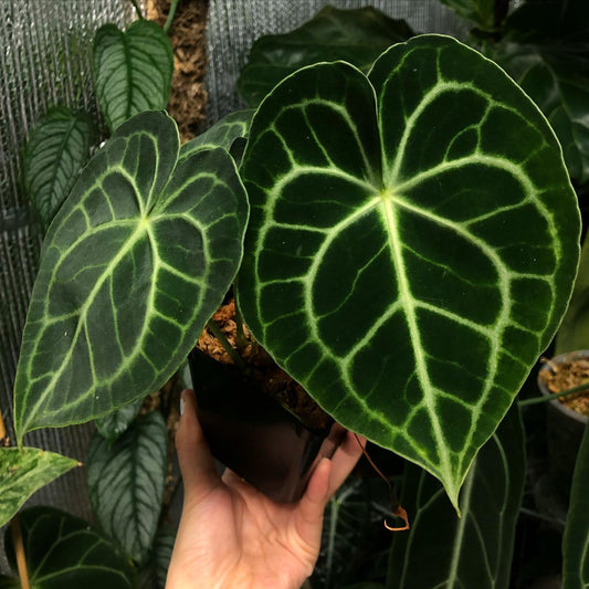 How To Grow and Care Anthurium Clarinervium - Yume Gardens Indonesia