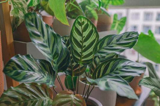Indoor Plants Nursery and How to Care for Them - Yume Gardens Indonesia