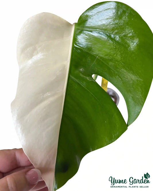 Monstera Half Moon Care Tips, and Why It's a Rare Plant ? - Yume Gardens Indonesia
