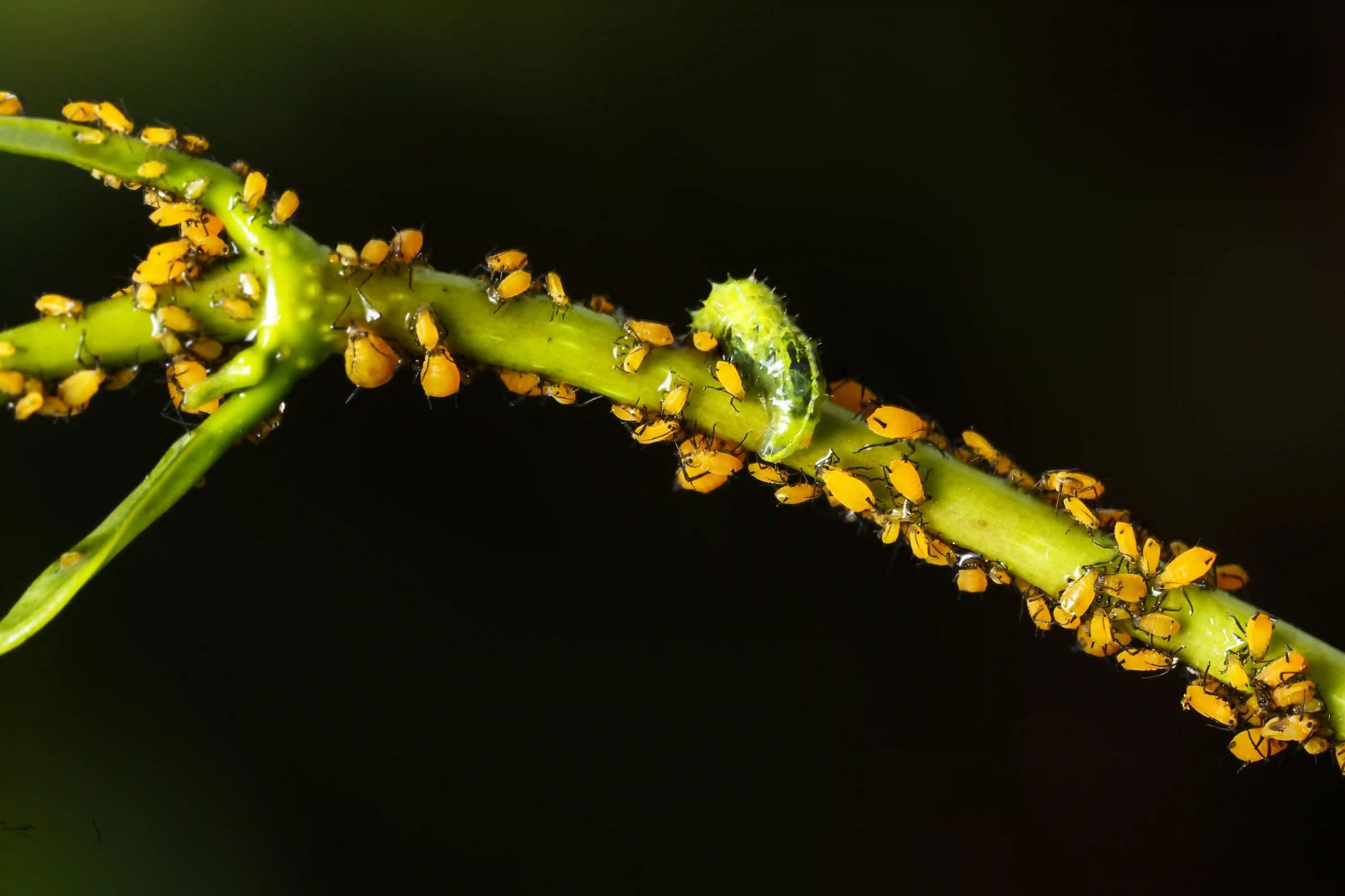 Plant Scale Insects, Causes and Treatments – Yume Gardens Indonesia