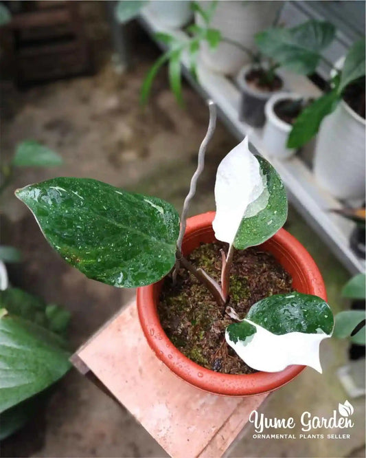 White Knight Philodendron Care Guide, Planting and Maintenance Tips - Yume Gardens Indonesia