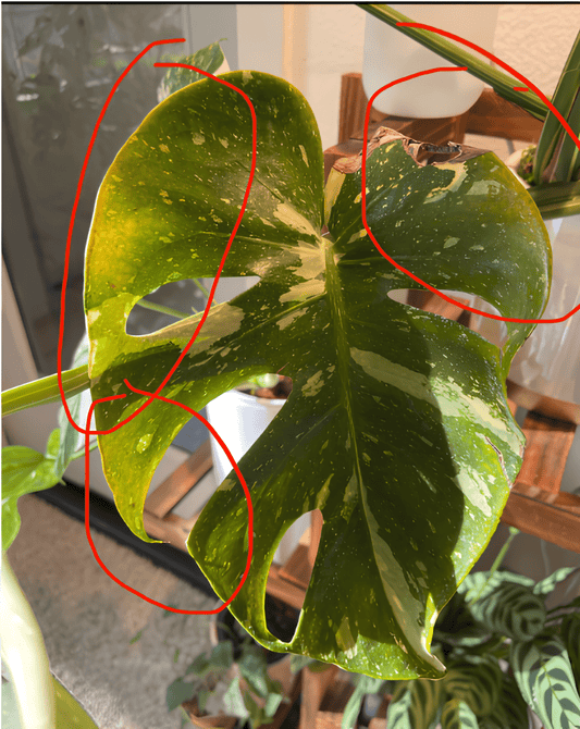 Why Are My Monstera Thai Constellation’s Leaves Turning Yellow or Drying Out? - Yume Gardens Indonesia