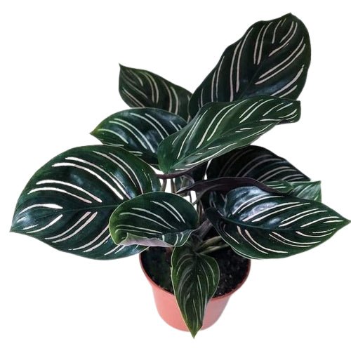 Calathea - Yume Gardens Indonesia