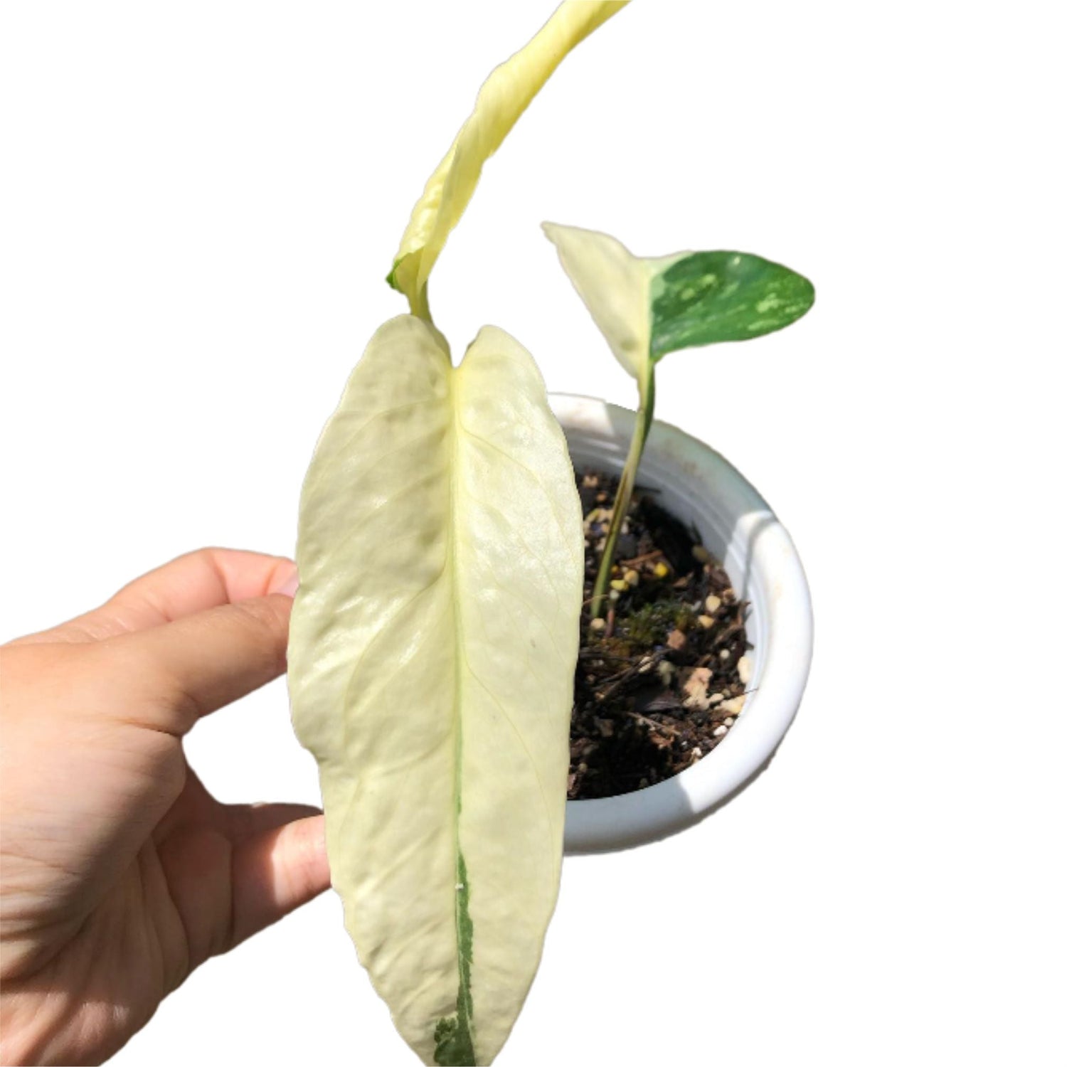 Epipremnum - Yume Gardens Indonesia