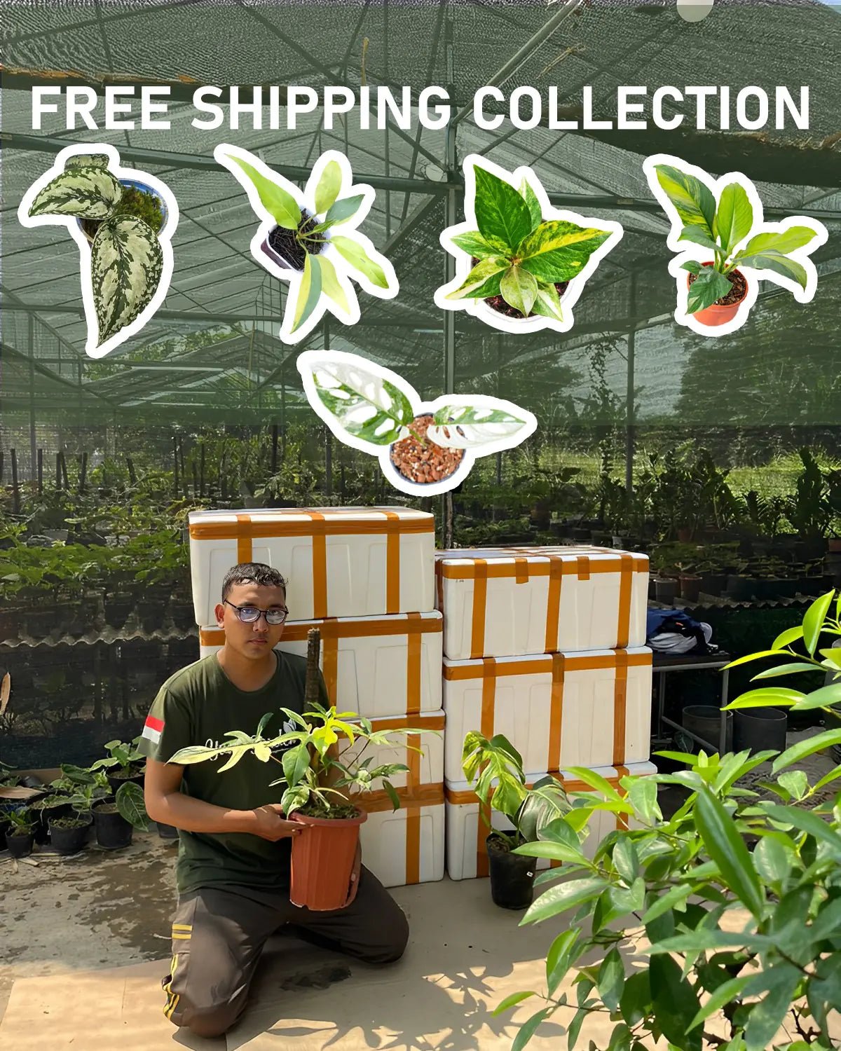 FREE SHIPPING COLLECTION - Yume Gardens Indonesia