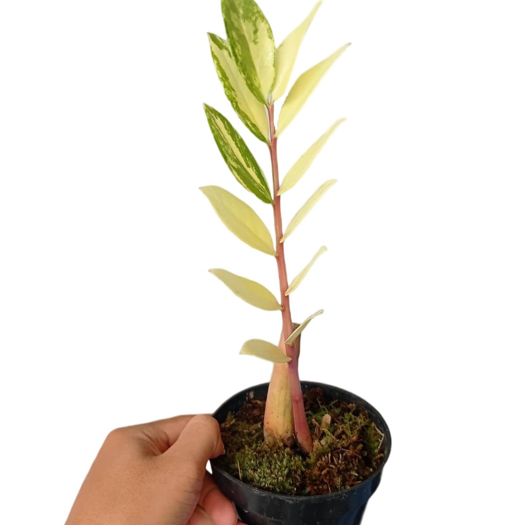 Zamioculcas Zamiifolia - Yume Gardens Indonesia