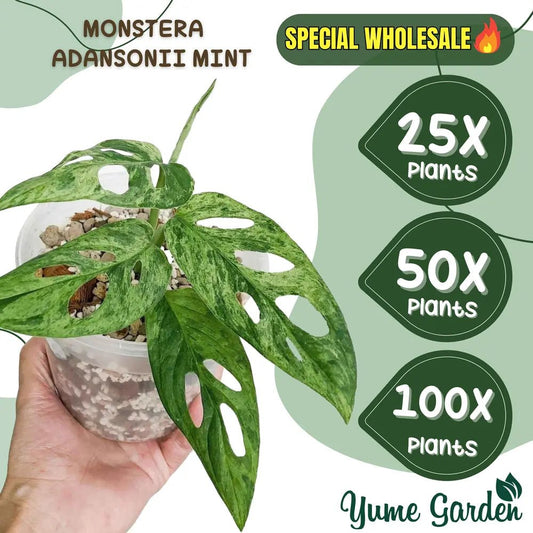 100x Anthurium Clarinervium For Wholesale - Yume Gardens Indonesia
