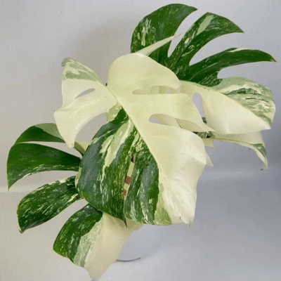Monstera Albo Half Moon Variegated