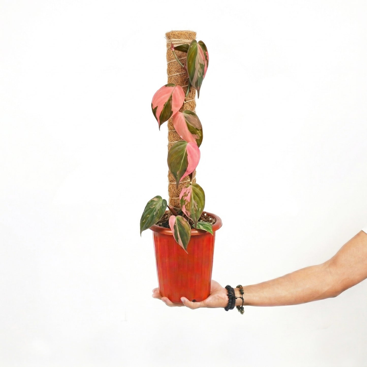 Philodendron Pink Micans