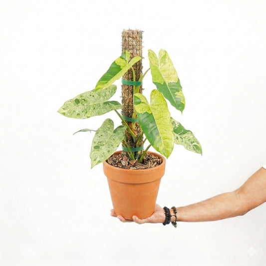 Philodendron Burlemarx Mint Variegated