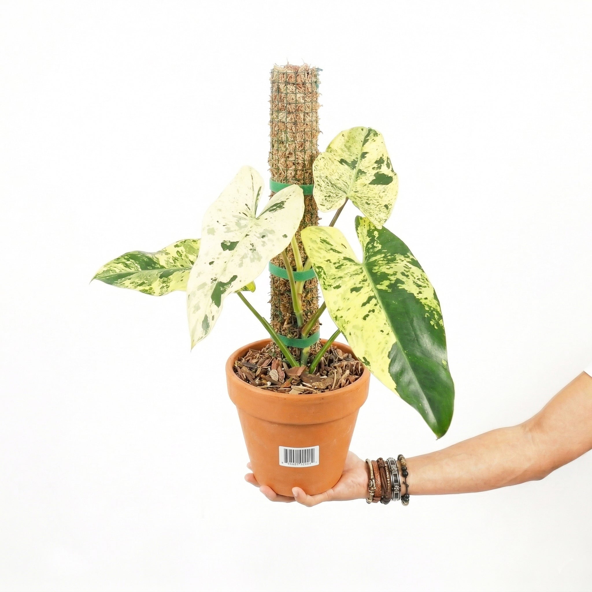 Philodendron Ilsemanii Varigated – Yume Gardens Indonesia