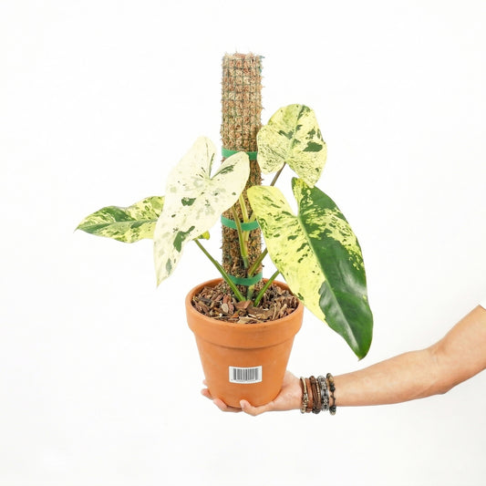 Philodendron Ilsemanii Varigated