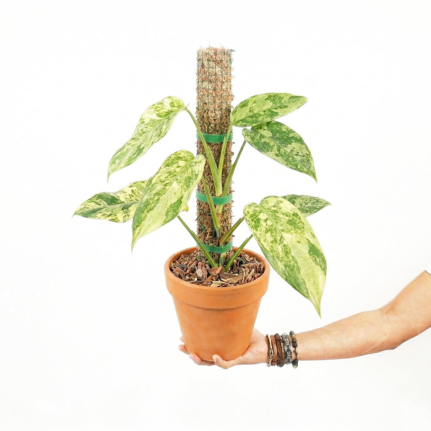 Aglaonema Simplex Variegated