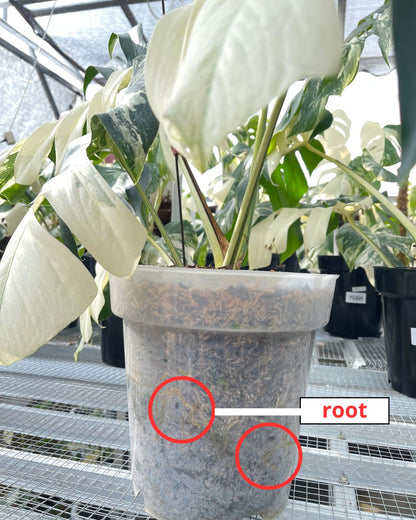 Monstera Jungle Mint Variegated