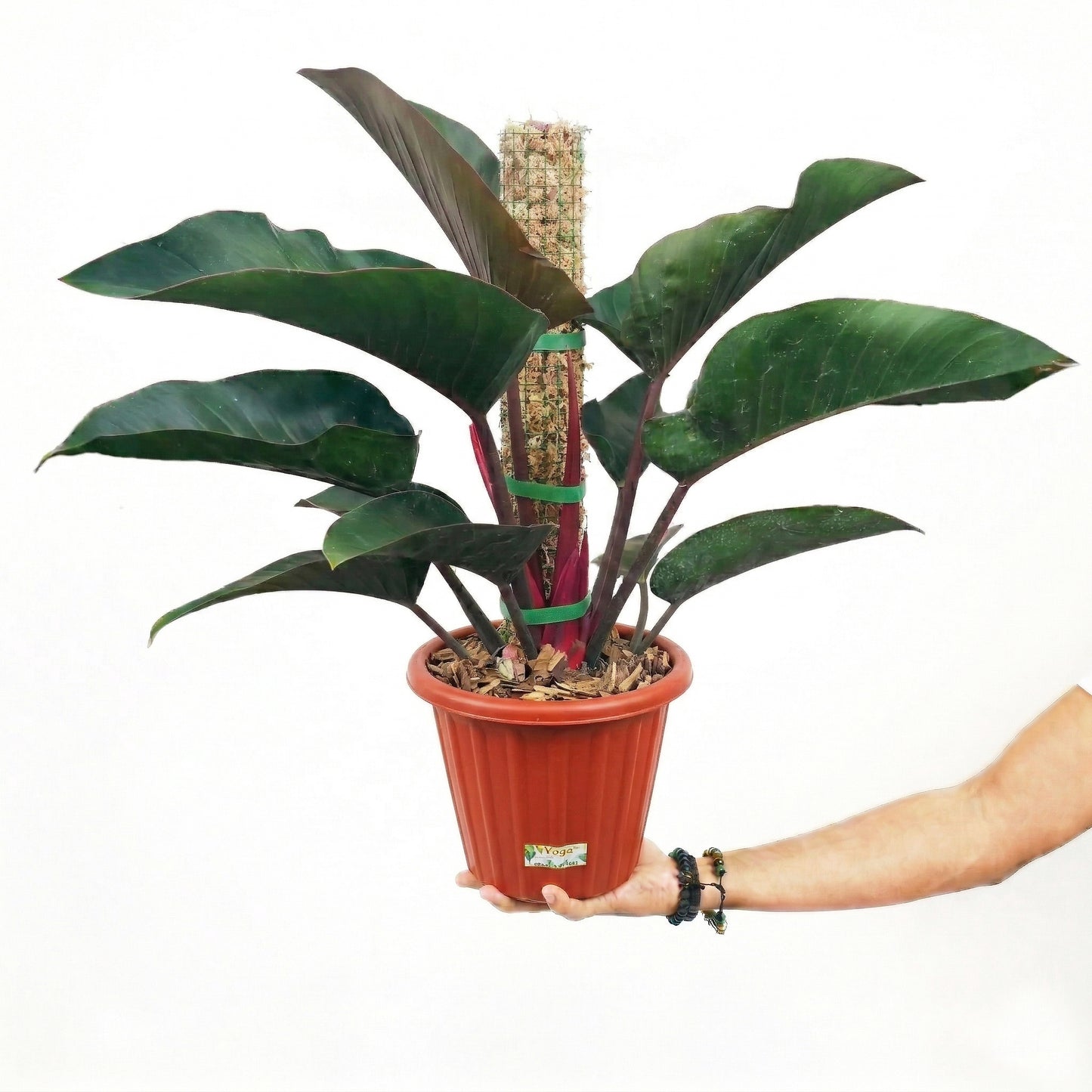 Philodendron Red Congo
