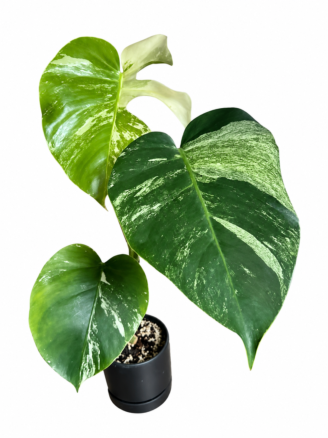 Monstera Jungle Mint Variegated For Shelley