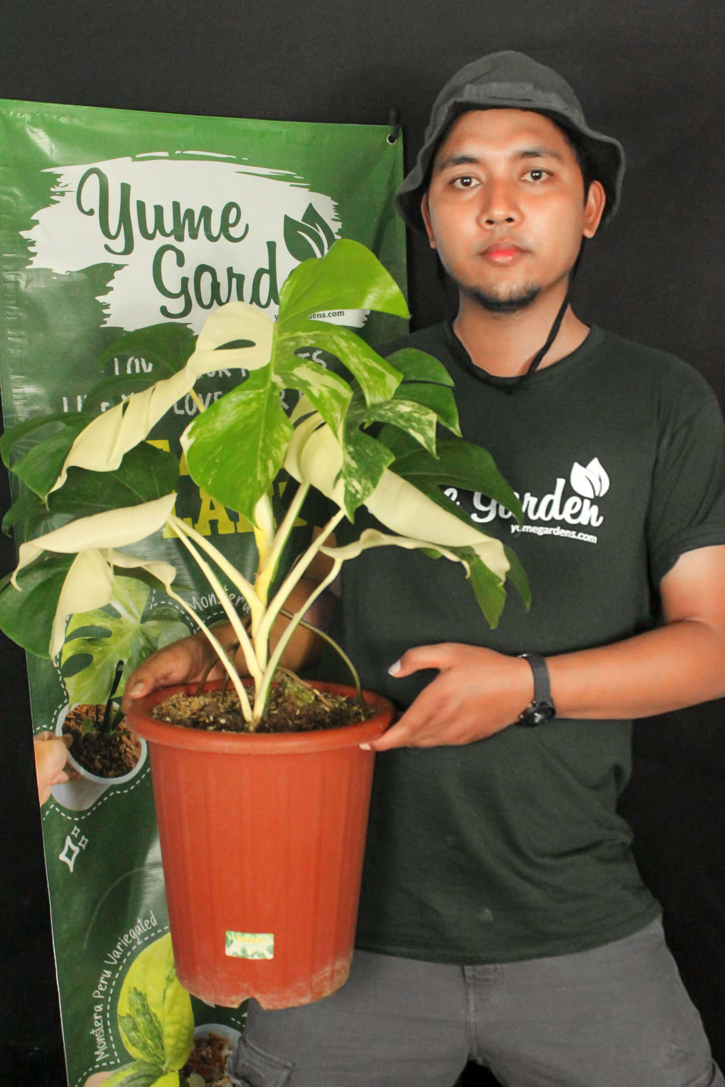 Epipremnum Yellow Flame - Kujang – Yume Gardens Indonesia