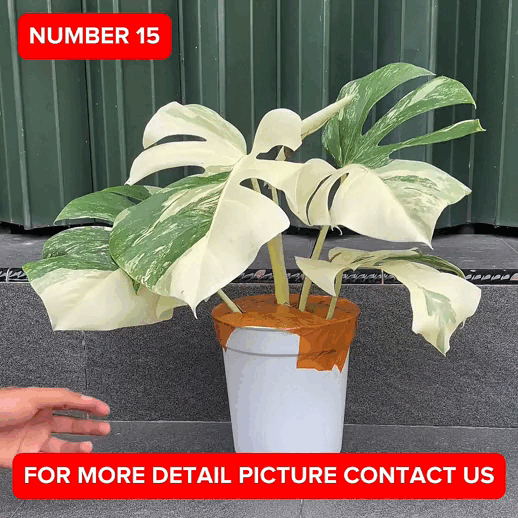 Monstera Albo Half Moon Variegated