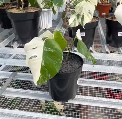 Monstera Albo Half Moon Variegated