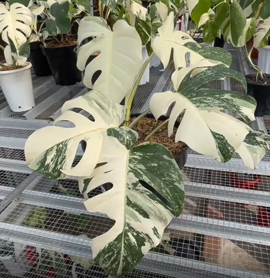 Monstera Albo Half Moon Variegated