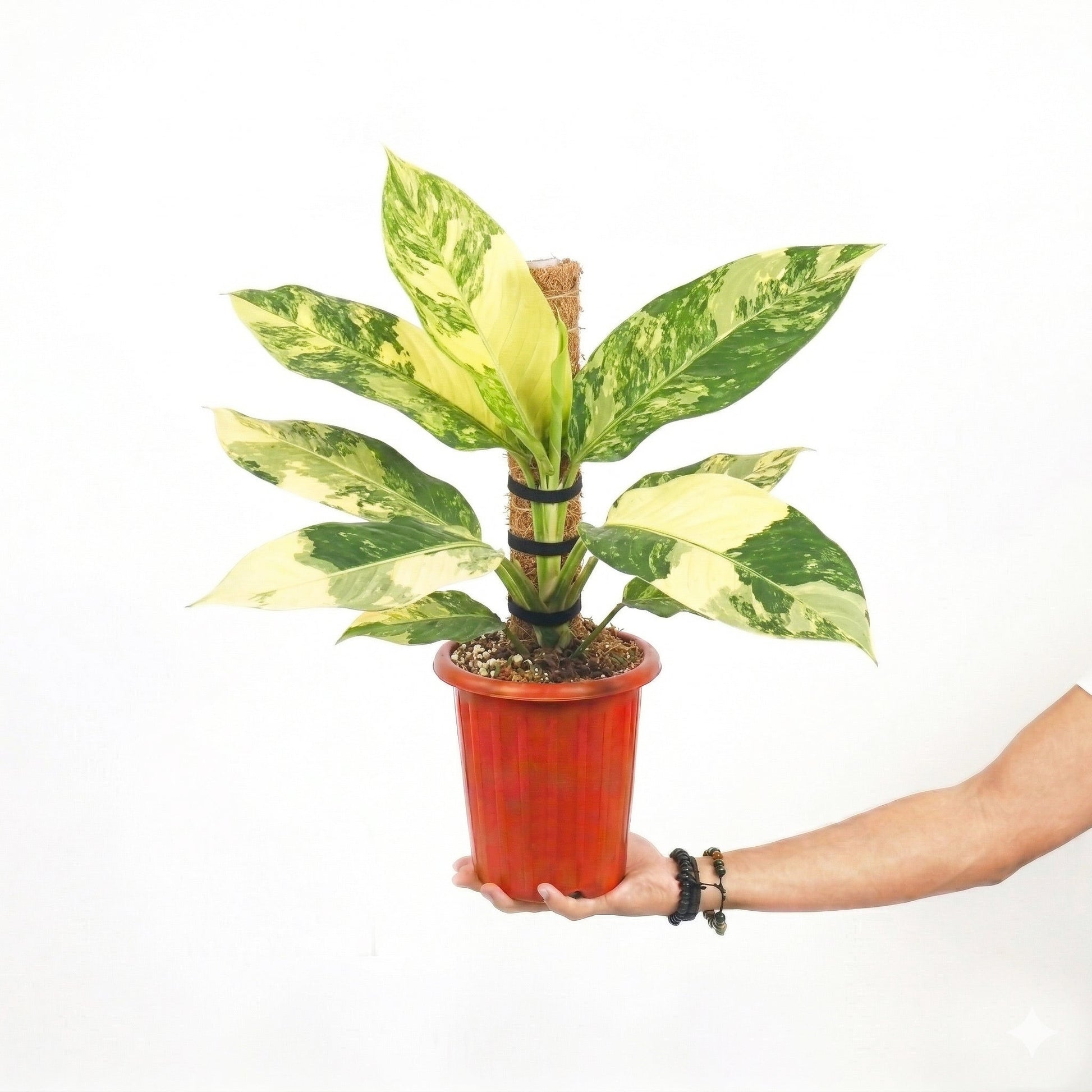 Aglaonema Dieffenbachia Big Ben - Yume Gardens Indonesia