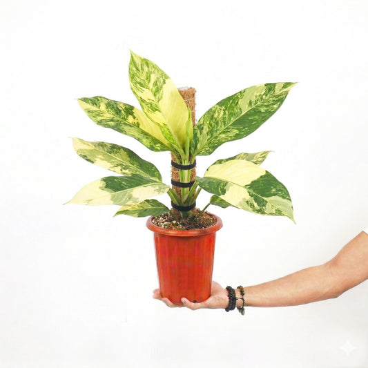 Aglaonema Dieffenbachia Big Ben - Yume Gardens Indonesia