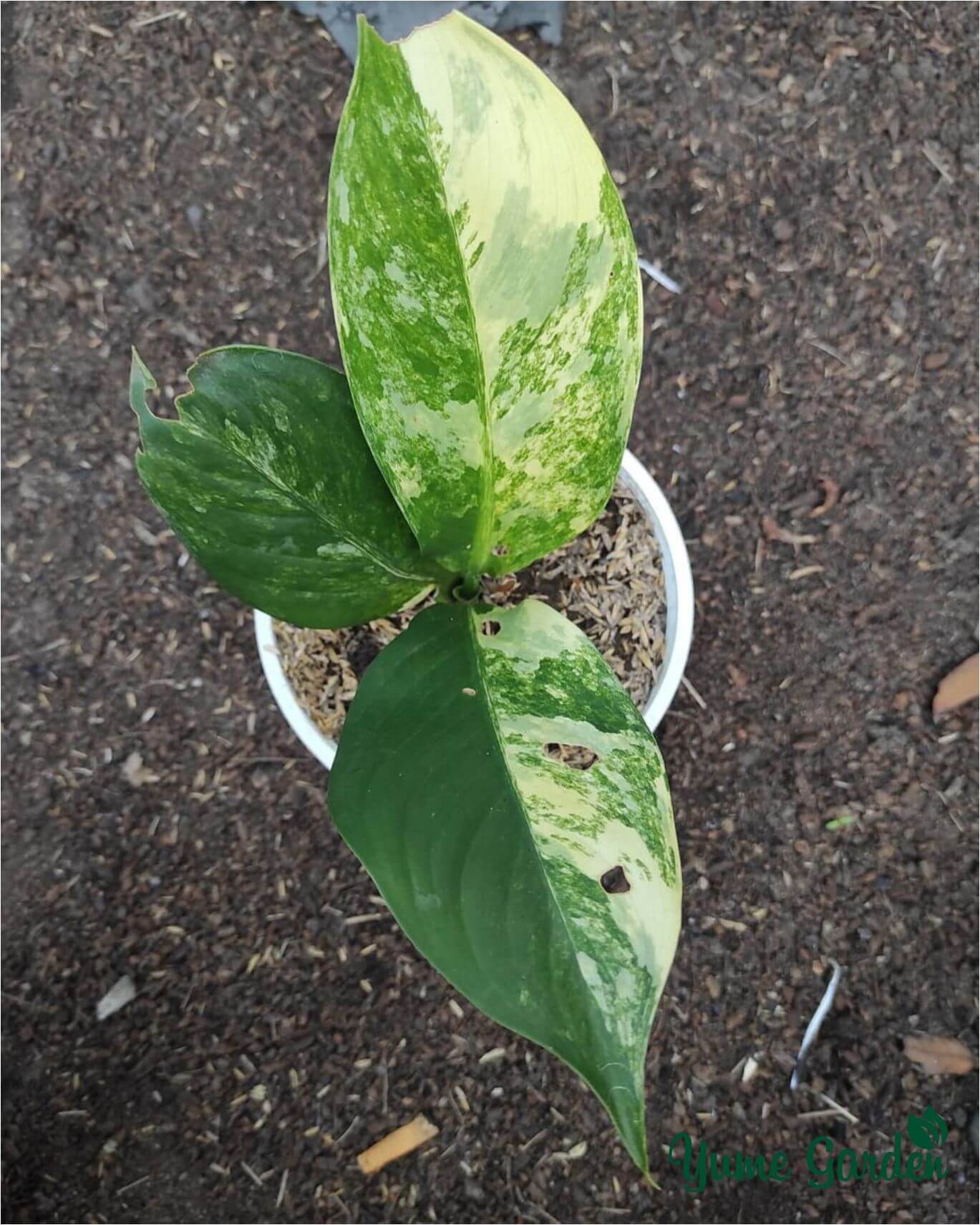 Aglaonema Dieffenbachia Big Ben - Yume Gardens Indonesia