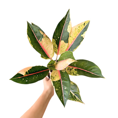 dona carmen aglaonema Aglaonema Donacarmen Santi Variegated