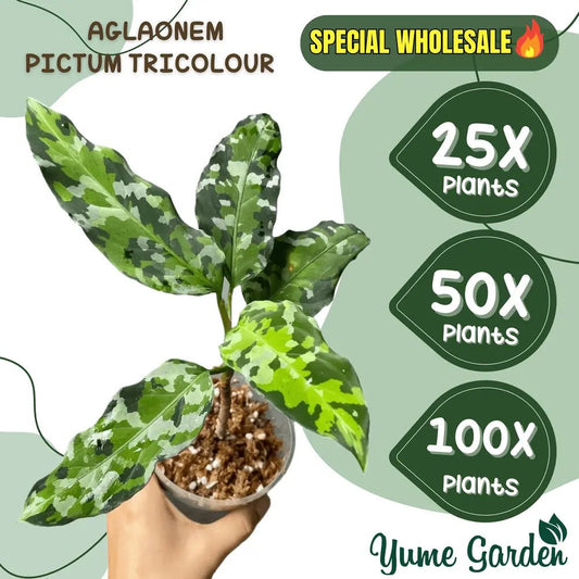 Aglaonema Pictum Tricolor Wholesale 25x 50x 100x - Yume Gardens Indonesia