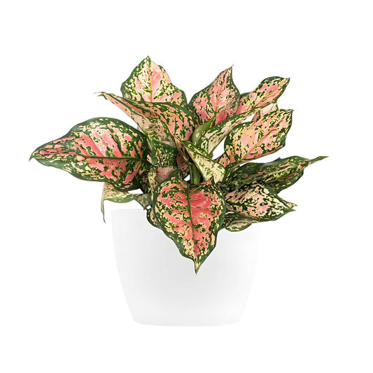 Aglaonema Ruby Pink Super - Yume Gardens Indonesia