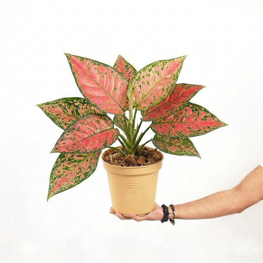 Aglaonema Ruby Pink Super - Yume Gardens Indonesia