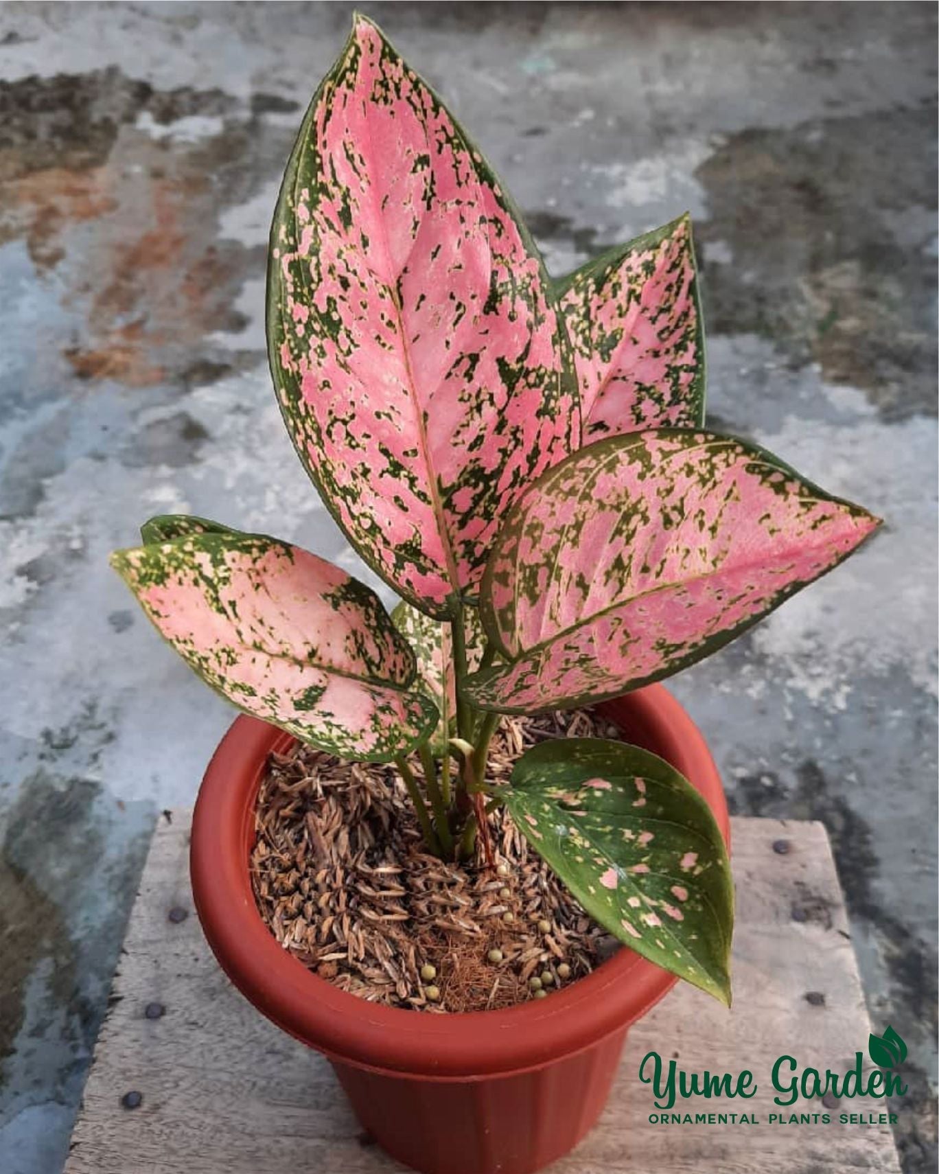 Aglaonema Ruby Pink Super - Yume Gardens Indonesia