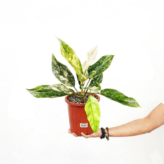 Aglaonema Siam Jade Variegated - Yume Gardens Indonesia