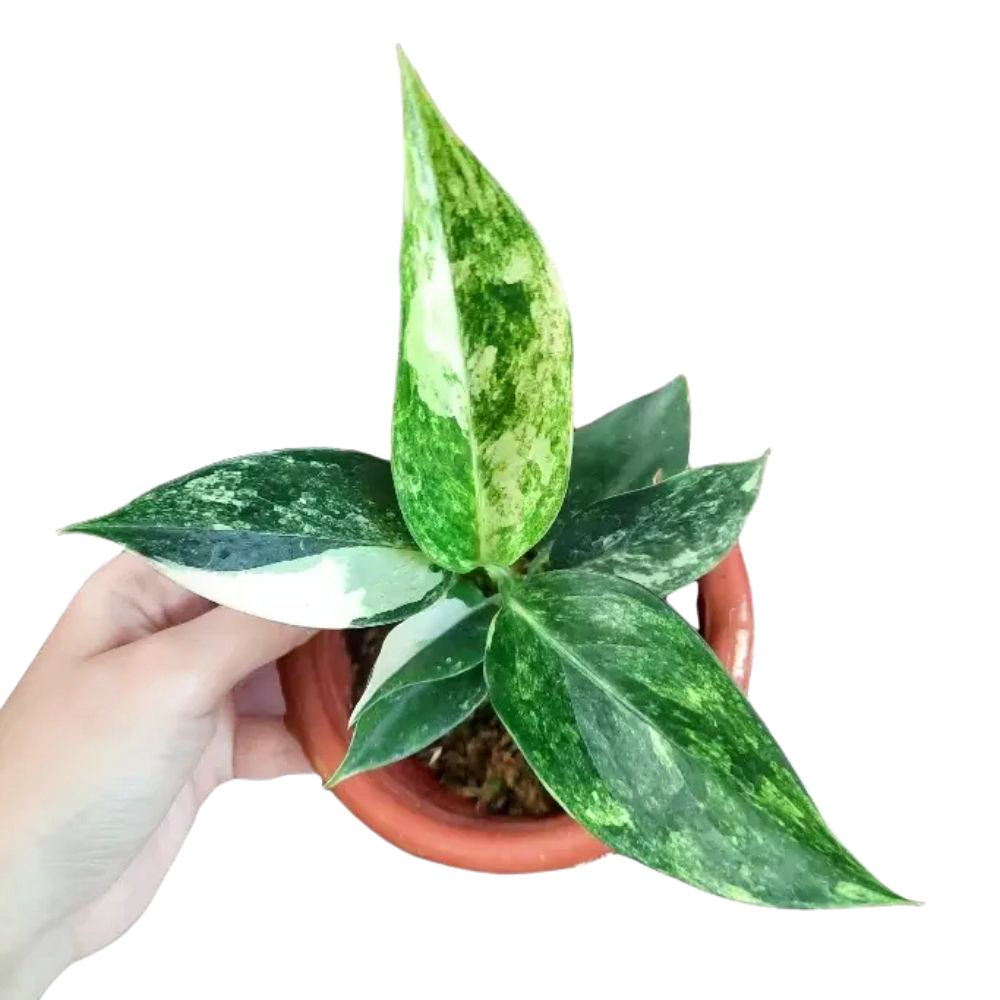 Aglaonema Siam Jade Variegated - Yume Gardens Indonesia