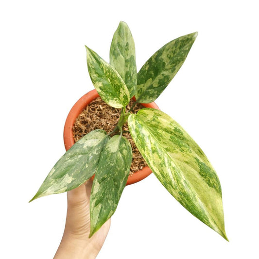 Aglaonema Simplex Variegated - Yume Gardens Indonesia