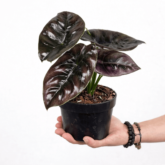Alocasia Azlanii - Yume Gardens Indonesia