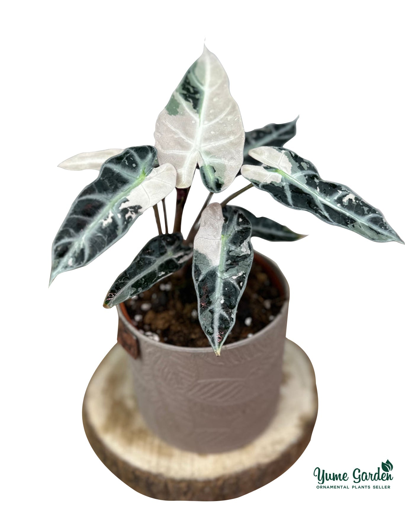 Alocasia Bambino Variegated Yume Gardens Indonesia alocasia-bambino-variegated-yume-gardens-indonesia