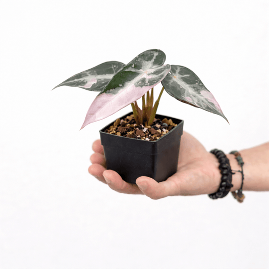 Alocasia Bambino Variegated - Yume Gardens Indonesia