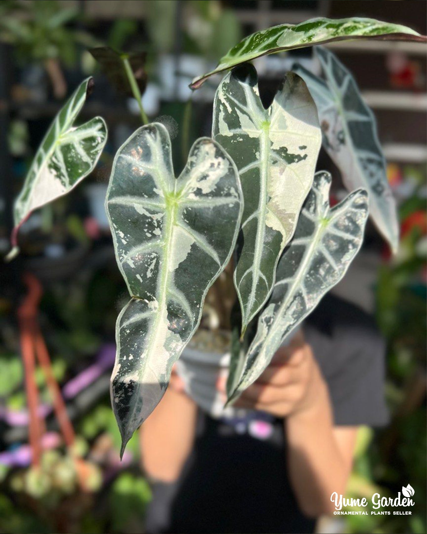 Alocasia Bambino Variegated - Yume Gardens Indonesia