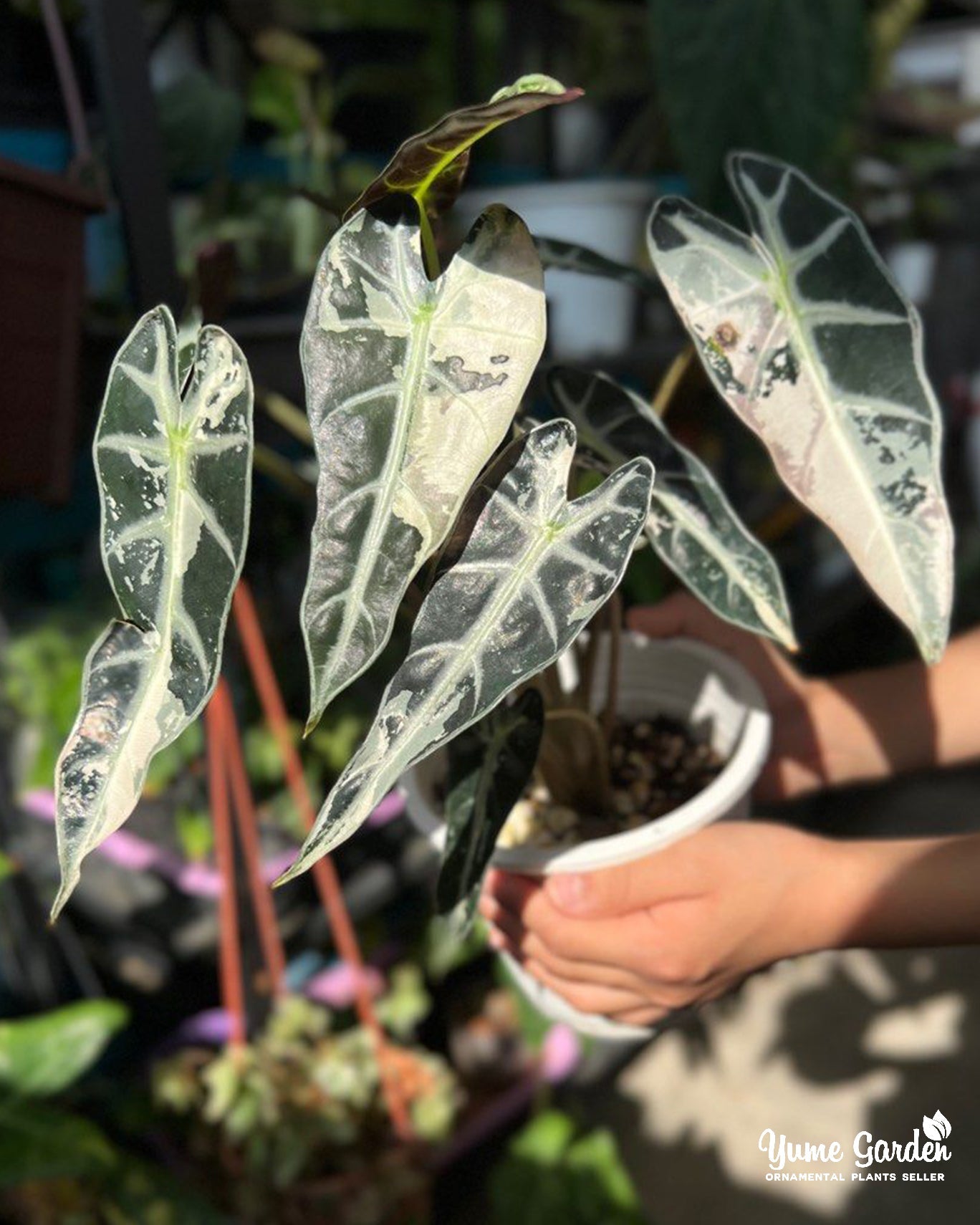 Alocasia Bambino Variegated - Yume Gardens Indonesia