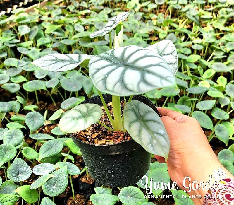 Alocasia Dragon Silver Mature Size - Yume Gardens Indonesia