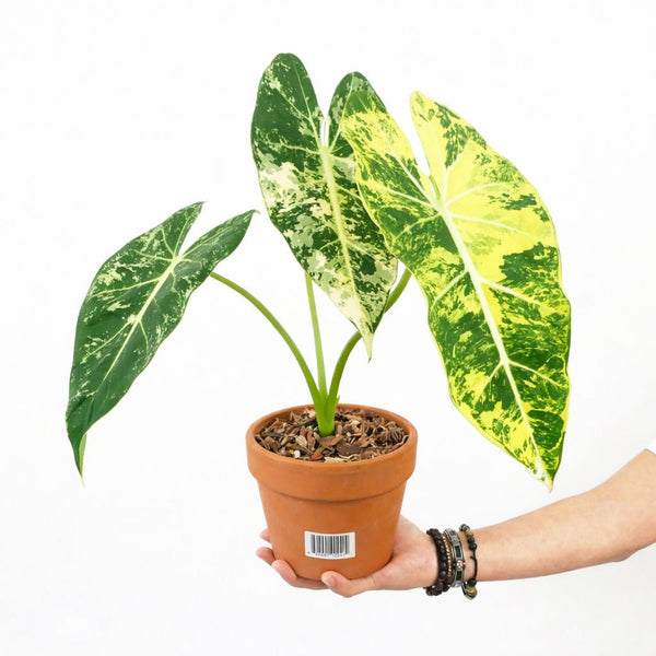 Alocasia Frydek Aurea Variegated – Yume Gardens Indonesia