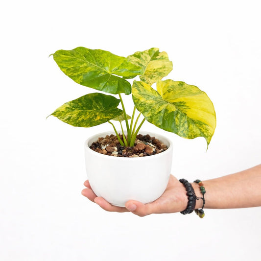 Alocasia Gageana Aurea Variegated - Mature Size - Yume Gardens Indonesia